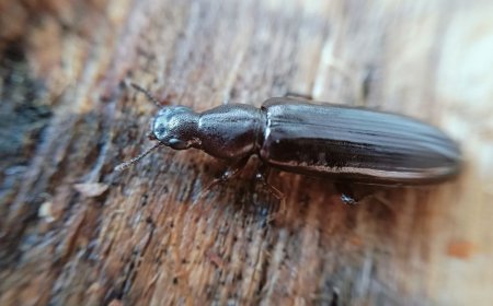 У Чорнобильському екологічному заповіднику зафіксовано новий вид жука
