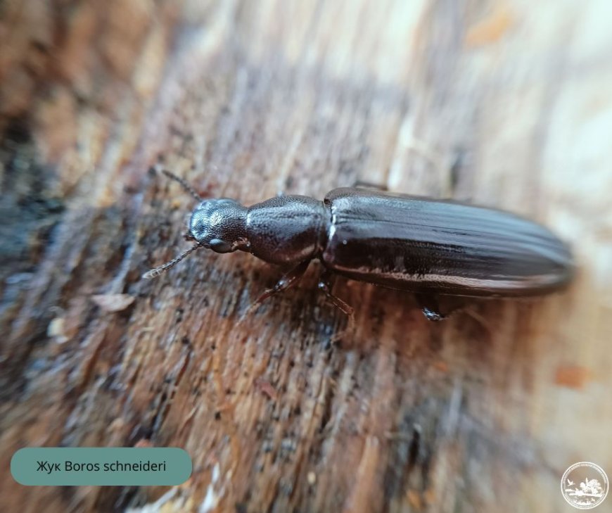 У Чорнобильському екологічному заповіднику зафіксовано новий вид жука